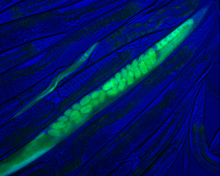 Scalable and versatile genome editing using linear DNAs with microhomology to Cas9 Sites in Caenorhabditis elegans