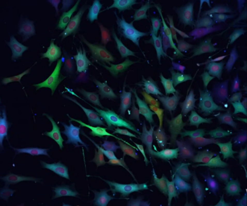 Multiplexed monitoring to track single cell signaling dynamics