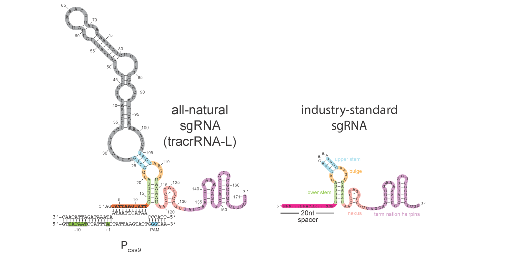A natural single-guide RNA repurposes Cas9 to autoregulate CRISPR-Cas expression