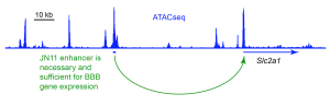 JN11, an 850 bp sequence located 60 kb 5’ of Slc2a1, directs transgene expression exclusively to central nervous system vascular endothelial cells